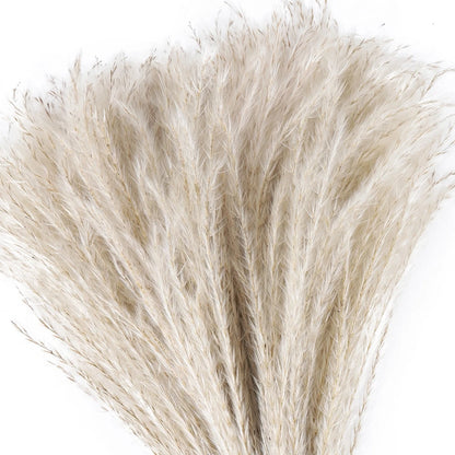 80Pcs Natural Dried Flower And Pampas Grass