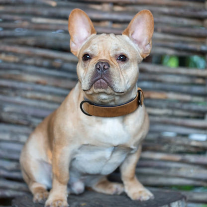 High-Quality Soft Padded Leather Collar for Small, Medium and Large Pets